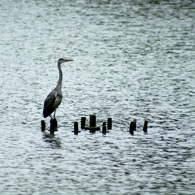 Heron, par Xavier E. G. Dierick